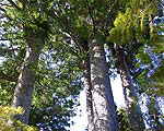 The awesome Kauri grove