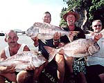 Snapper Galore