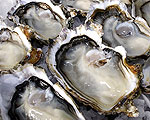 Coromandel Oyster Company