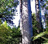 Waiau kauri trees