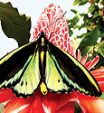 Butterfly House Thames