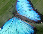 Butterfly Garden Thames