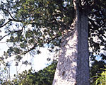 Square Kauri, Tapu Valley