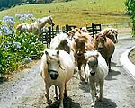 Bullswool Farm Park