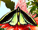 Butterfly & Orchid Garden