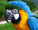Mill Creek Bird
