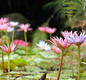 Waihi Waterlily Gardens & Café