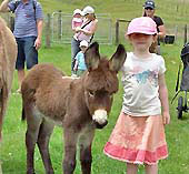 Bullswool Farm Park Paeroa