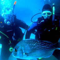 Diving Coromandel