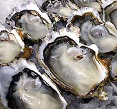 Coromandel Oyster Company