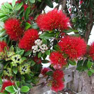 Coromandel Pohutukawa