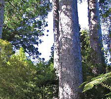 Waiau Kauri Grove