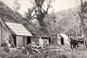 Timber camp in Mercury Bay