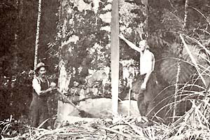 Felling a large Kauri