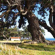 Coromandel pohutukawa trees