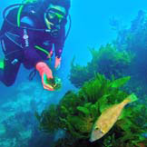 Diving Coromandel