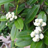 Pohutukawa Buds